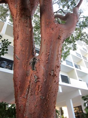 More views of the tree, and our hotel